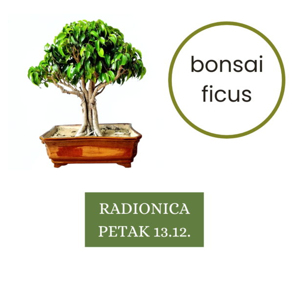 Vino i bonsai 13.12.2024. (18:00 - 20:30)