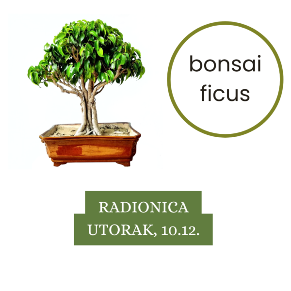 Vino i bonsai 10.12.2024. (16:45 - 19:15)