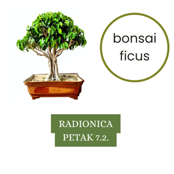 Vino i bonsai 7.2.2025. (18:00 - 20:30)