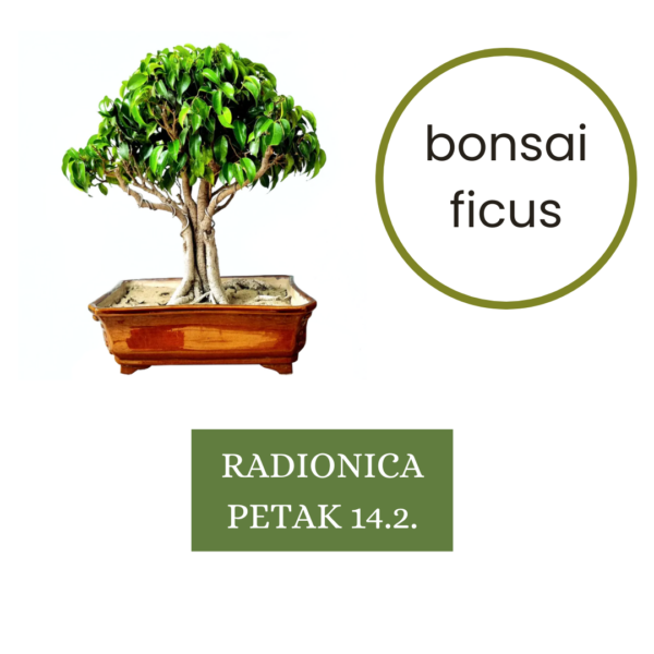 Vino i bonsai 14.2.2025. (18:00 - 20:30)