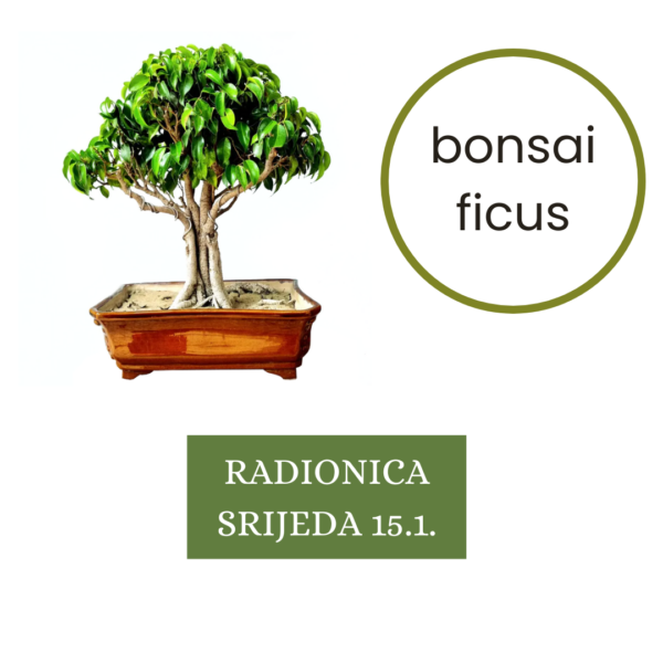 Vino i bonsai 15.1.2025. (17:00 - 19:30)